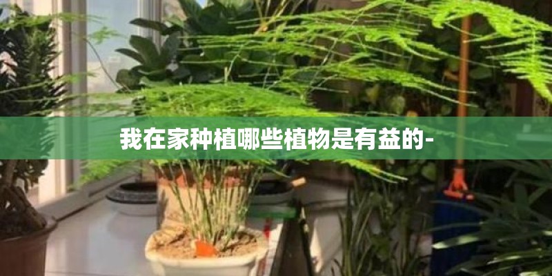 我在家种植哪些植物是有益的-