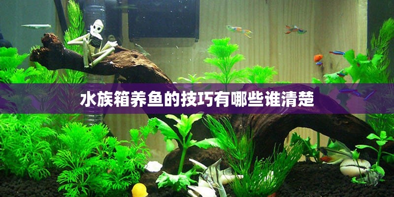 水族箱养鱼的技巧有哪些谁清楚