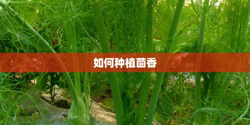 如何种植茴香