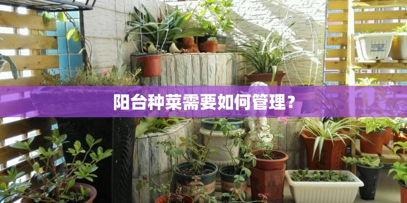 阳台种菜需要如何管理？
