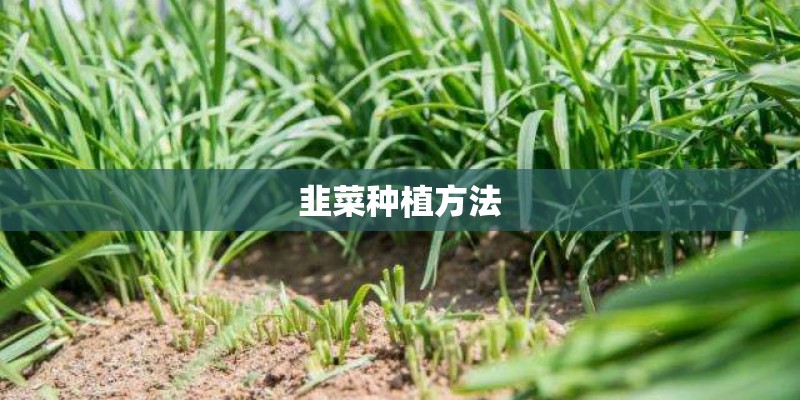 韭菜种植方法 韭菜种植方法
