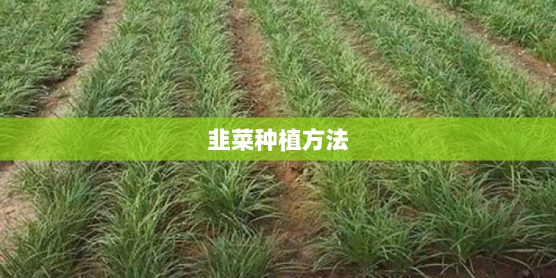 韭菜种植方法 韭菜种植方法