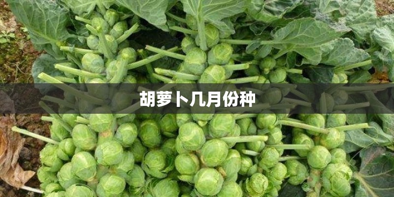 胡萝卜几月份种