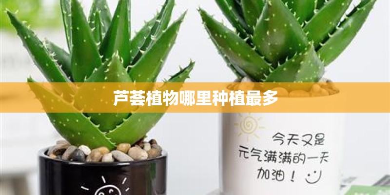 芦荟植物哪里种植最多
