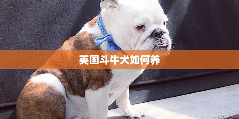 英国斗牛犬如何养