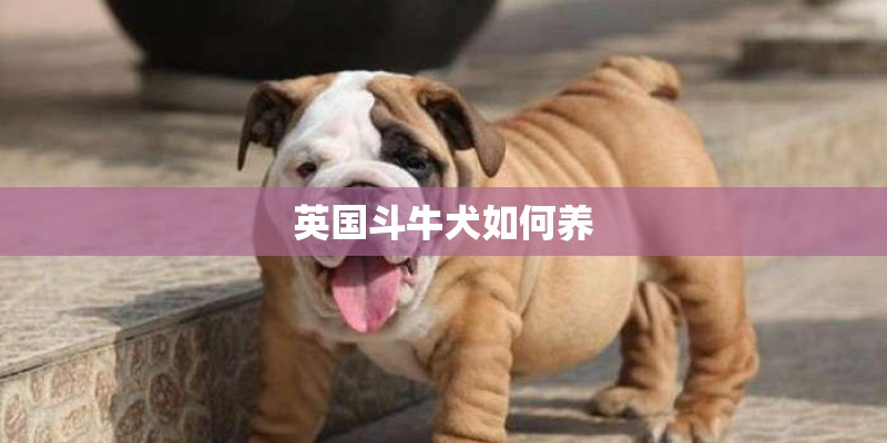 英国斗牛犬如何养
