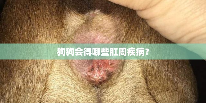 狗狗会得哪些肛周疾病？