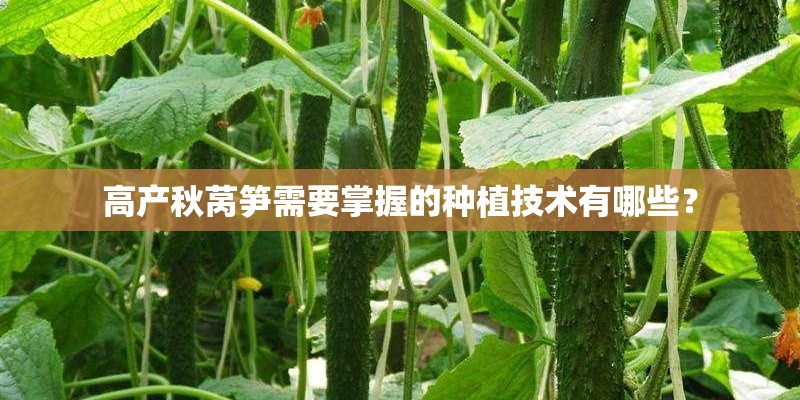 高产秋莴笋需要掌握的种植技术有哪些？