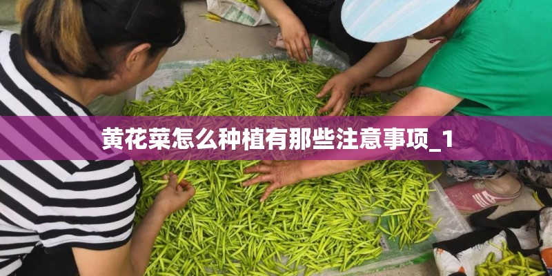 黄花菜怎么种植有那些注意事项_1