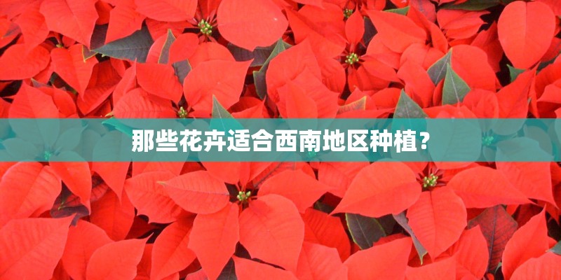 那些花卉适合西南地区种植？