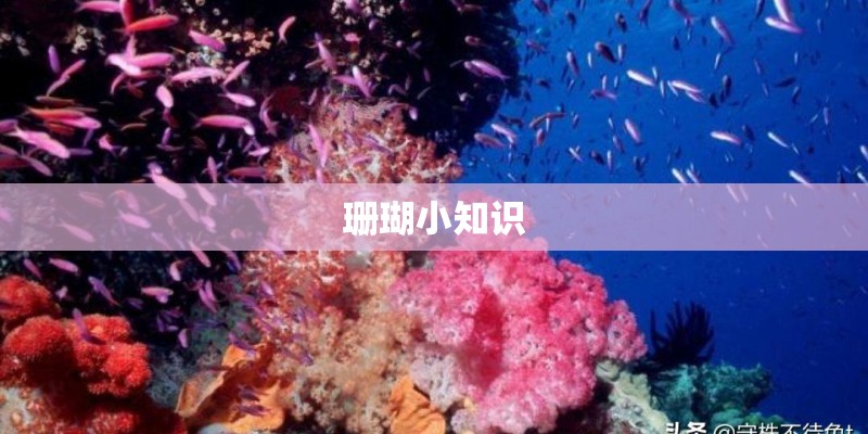 珊瑚小知识