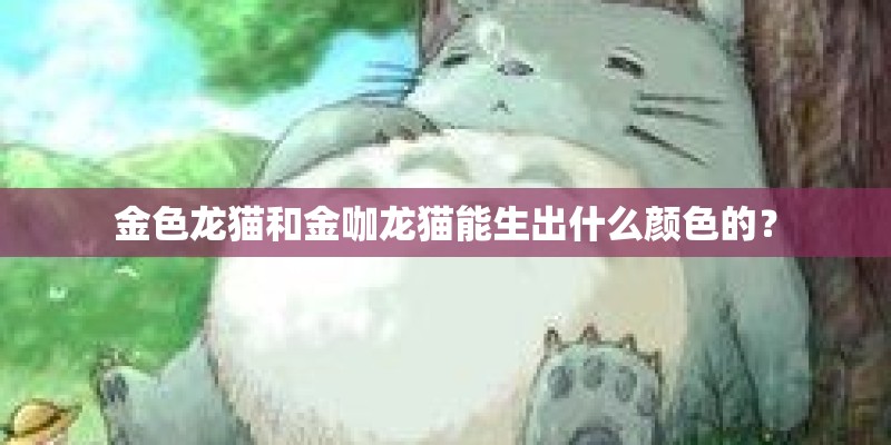 金色龙猫和金咖龙猫能生出什么颜色的？