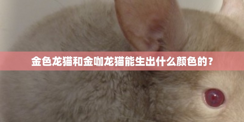 金色龙猫和金咖龙猫能生出什么颜色的？