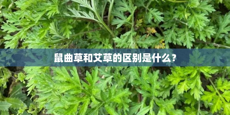 鼠曲草和艾草的区别是什么？
