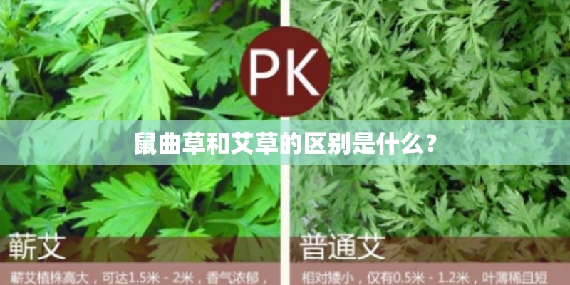 鼠曲草和艾草的区别是什么？