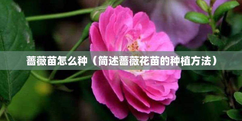蔷薇苗怎么种（简述蔷薇花苗的种植方法）