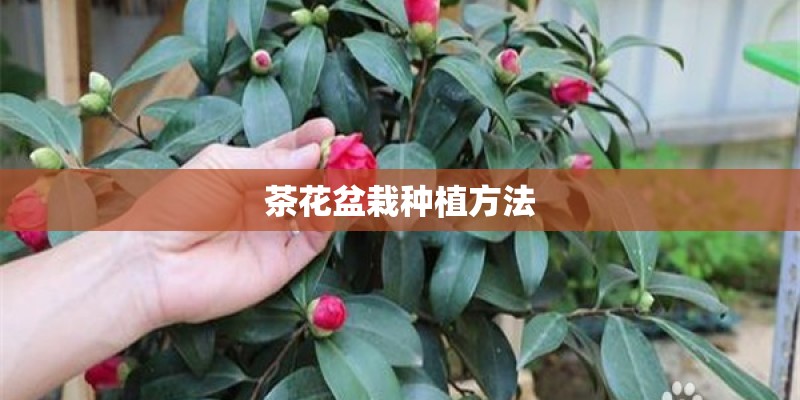 茶花盆栽种植方法