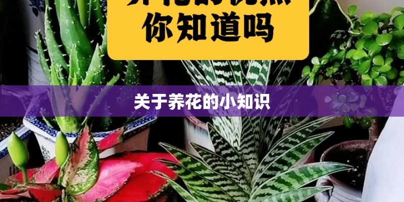 关于养花的小知识