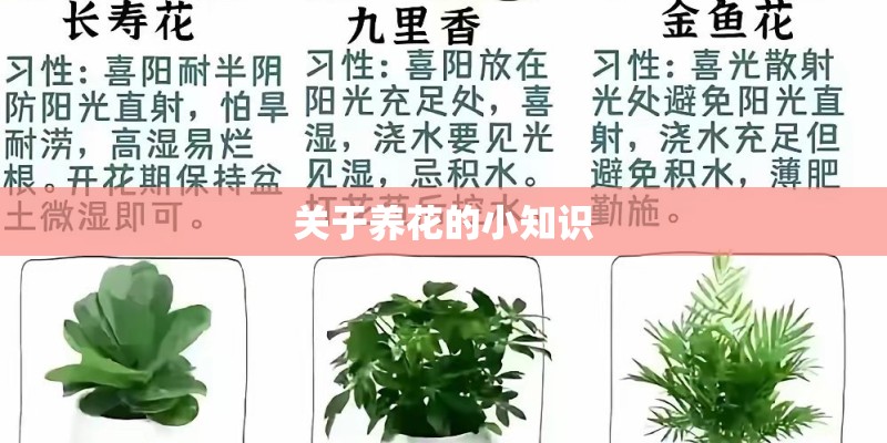 关于养花的小知识