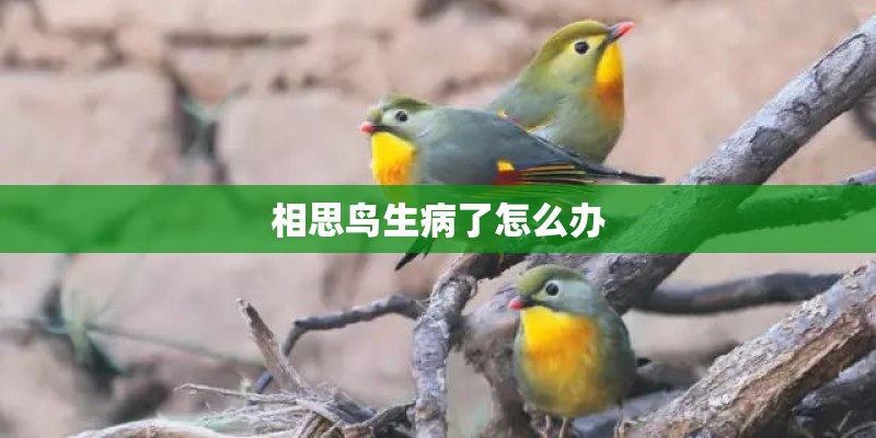 相思鸟生病了怎么办