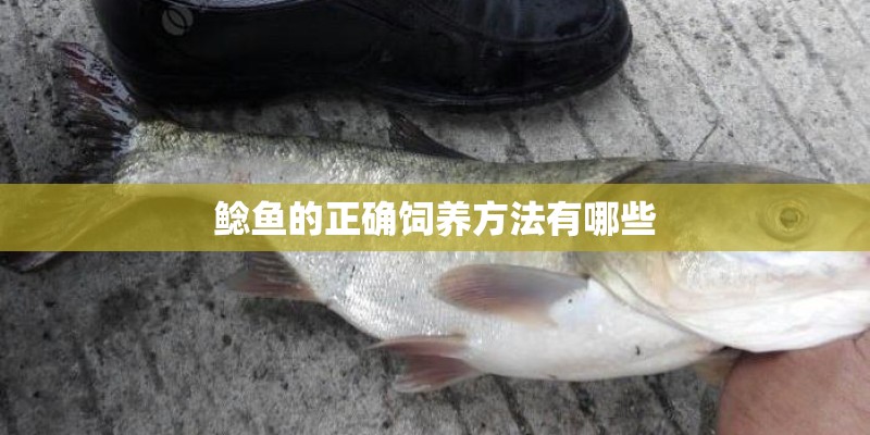 鲶鱼的正确饲养方法有哪些