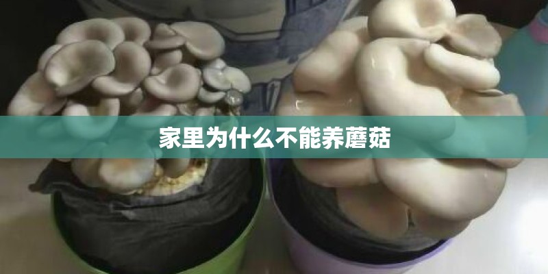 家里为什么不能养蘑菇