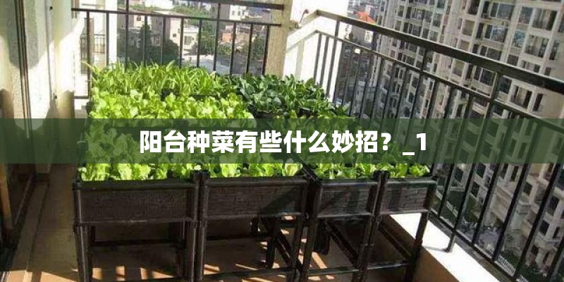阳台种菜有些什么妙招？_1