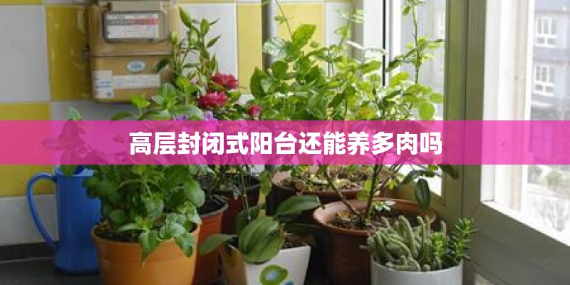 高层封闭式阳台还能养多肉吗