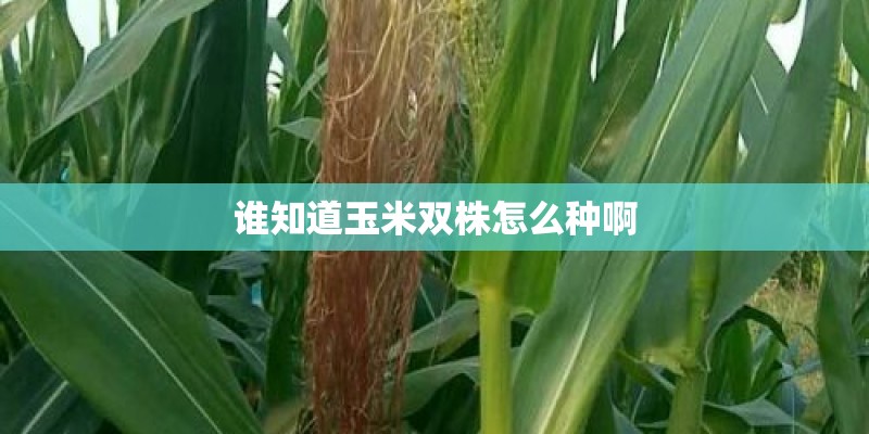 谁知道玉米双株怎么种啊