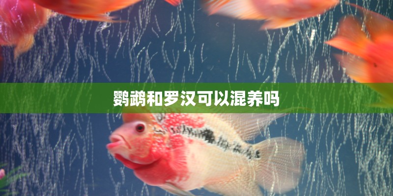 鹦鹉和罗汉可以混养吗