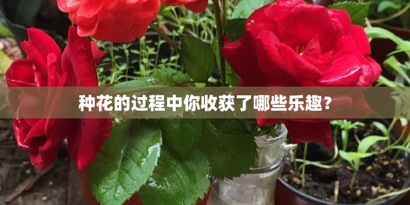 种花的过程中你收获了哪些乐趣？