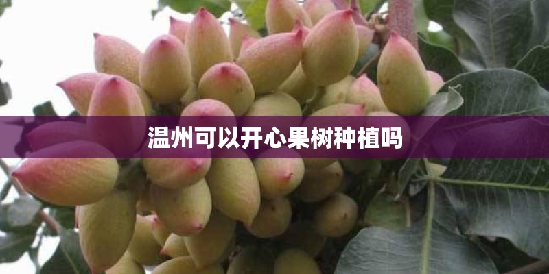 温州可以开心果树种植吗