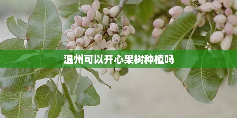 温州可以开心果树种植吗