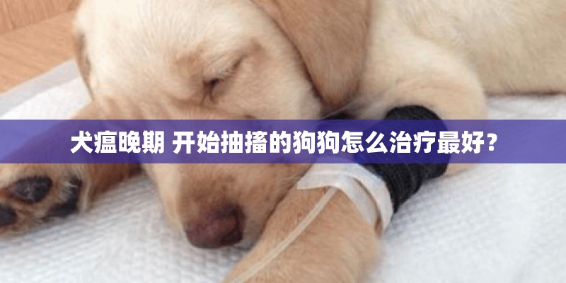 犬瘟晚期 开始抽搐的狗狗怎么治疗最好？