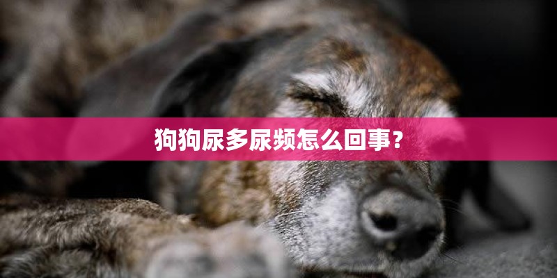 狗狗尿多尿频怎么回事？