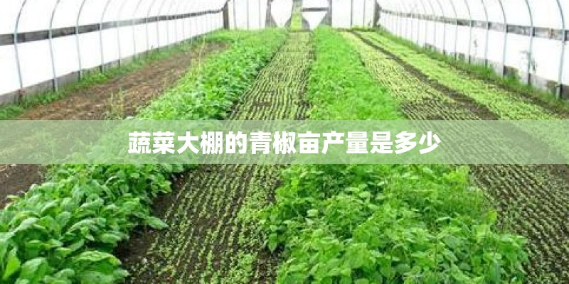 蔬菜大棚的青椒亩产量是多少