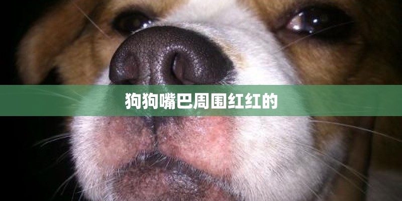 狗狗嘴巴周围红红的
