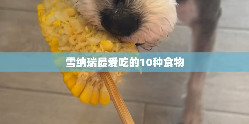 雪纳瑞最爱吃的10种食物