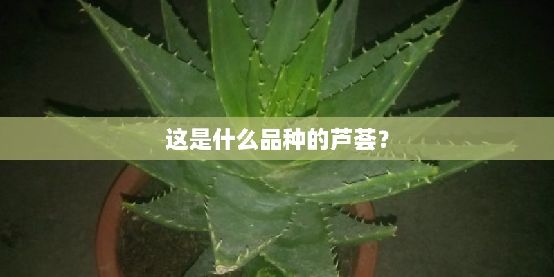 这是什么品种的芦荟？