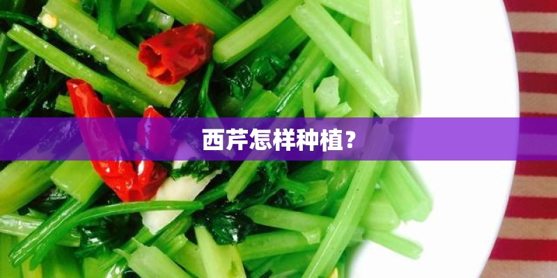 西芹怎样种植？