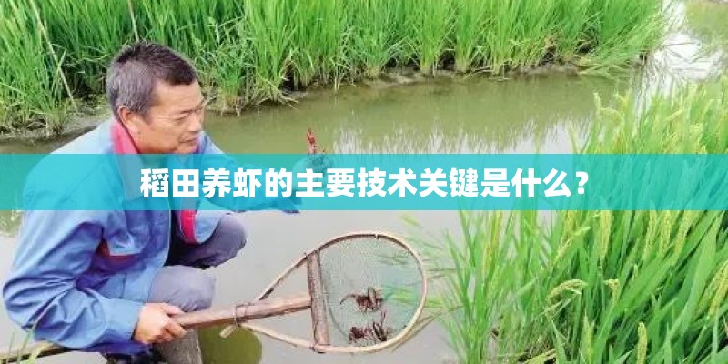 稻田养虾的主要技术关键是什么？