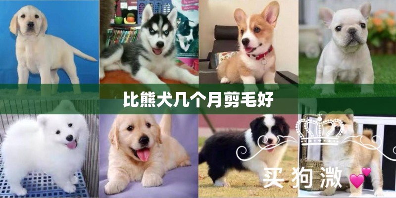 比熊犬几个月剪毛好