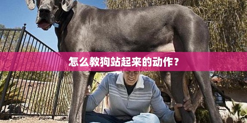 怎么教狗站起来的动作？