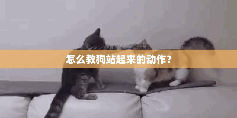怎么教狗站起来的动作？