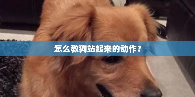 怎么教狗站起来的动作？