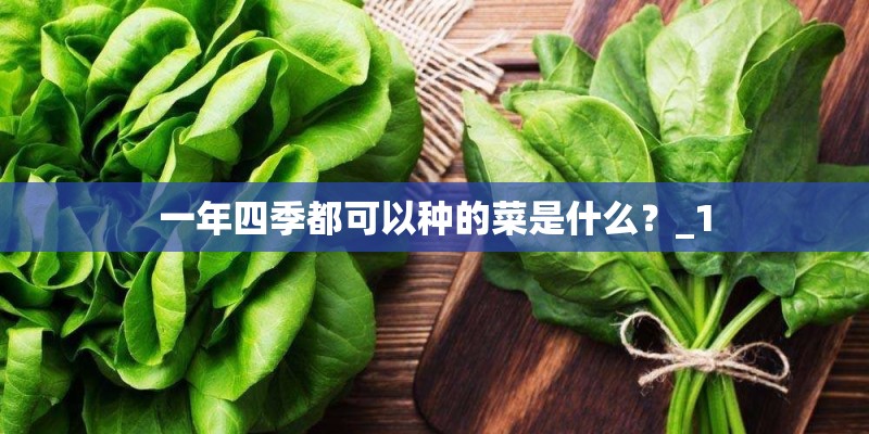 一年四季都可以种的菜是什么？_1