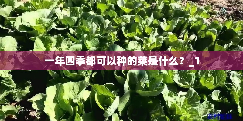 一年四季都可以种的菜是什么？_1