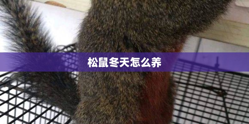 松鼠冬天怎么养