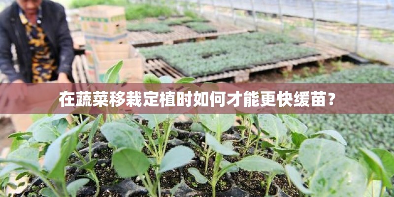 在蔬菜移栽定植时如何才能更快缓苗？