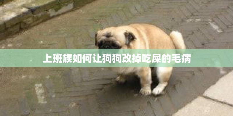 上班族如何让狗狗改掉吃屎的毛病